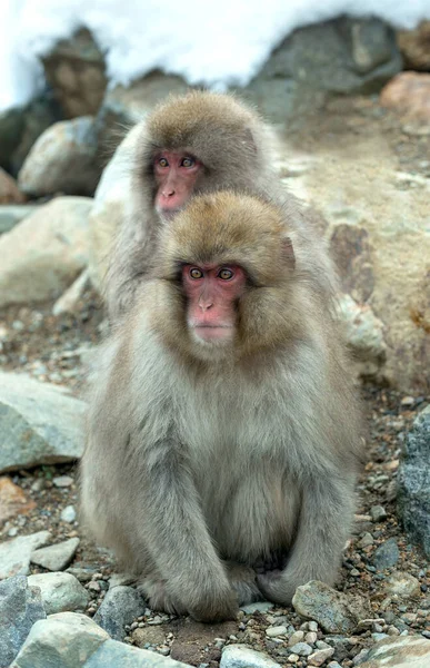 Japanese Macaque Scientific Name Macaca Fuscata Also Known Snow Monkey — Stock Photo, Image