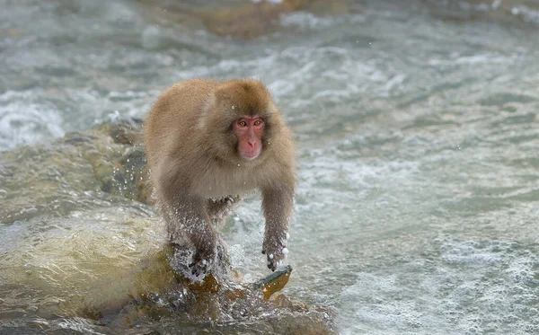 Macaque Japonais Saut Macaque Saute Travers Une Source Chaude Naturelle Photos De Stock Libres De Droits