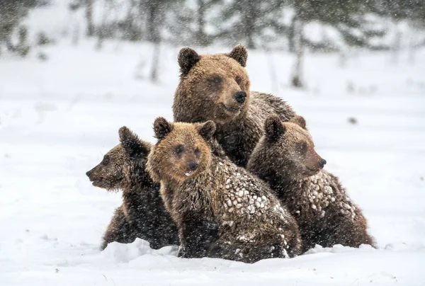 Hon Björn Och Björnungar Snön Bruna Björnar Vinterskogen Naturliga Livsmiljö — Stockfoto