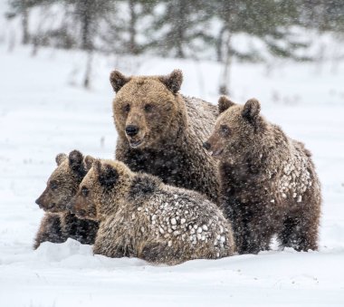 Karda ayı ve ayı yavruları. Kış ormanında kahverengi ayılar. Doğal yaşam alanı. Bilimsel adı: Ursus Arctos Arctos.