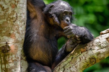 Yeşil ormandaki ağaçta bonobo. Daha önce pigme şempanze olarak adlandırılan Bonobo (Pan paniscus). Kongo mu? Afrika