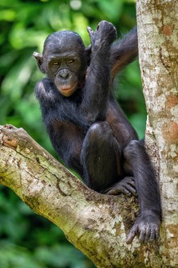 Yeşil ormandaki ağaçta bonobo. Daha önce pigme şempanze olarak adlandırılan Bonobo (Pan paniscus). Kongo mu? Afrika