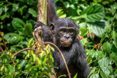 Yeşil ormandaki ağaçta bonobo. Daha önce pigme şempanze olarak adlandırılan Bonobo (Pan paniscus). Kongo mu? Afrika
