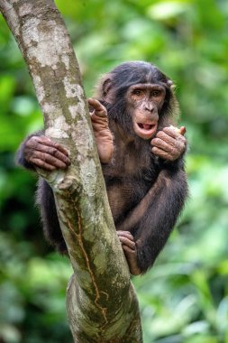 Yeşil ormandaki ağaçta bonobo. Daha önce pigme şempanze olarak adlandırılan Bonobo (Pan paniscus). Kongo mu? Afrika