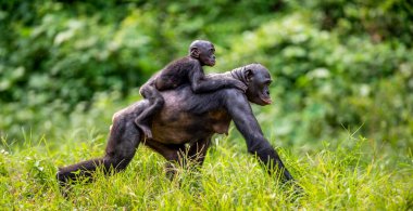 Bonobo yavrusu annenin sırtında. Yeşil doğal arka plan. Bonobo, pigme şempanze olarak bilinir. Bilimsel adı Pan Paniscus. Kongo mu? Afrika