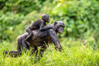 Bonobo yavrusu annenin sırtında. Yeşil doğal arka plan. Bonobo, pigme şempanze olarak bilinir. Bilimsel adı Pan Paniscus. Kongo mu? Afrika