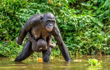 Bonobo Yavrusu ve Annesi suda. Bonobo, Bilimsel adı Pan paniscus..