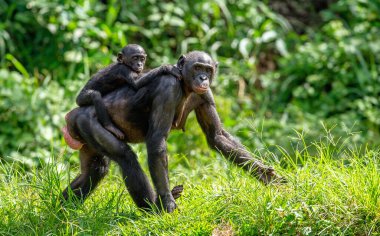 Bonobo yavrusu annenin sırtında. Yeşil doğal arka plan. Bonobo, pigme şempanze olarak bilinir. Bilimsel adı Pan Paniscus. Kongo mu? Afrika