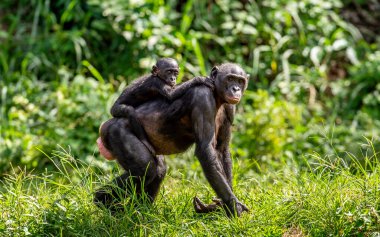 Bonobo yavrusu annenin sırtında. Yeşil doğal arka plan. Bonobo, pigme şempanze olarak bilinir. Bilimsel adı Pan Paniscus. Kongo mu? Afrika