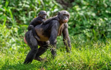 Bonobo yavrusu annenin sırtında. Yeşil doğal arka plan. Bonobo, pigme şempanze olarak bilinir. Bilimsel adı Pan Paniscus. Kongo mu? Afrika