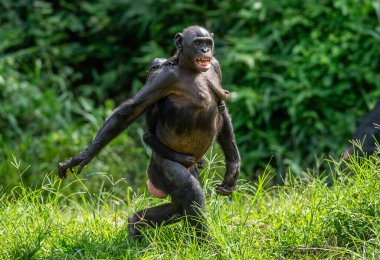 Bonobo yavrusu annenin sırtında. Yeşil doğal arka plan. Bonobo, pigme şempanze olarak bilinir. Bilimsel adı Pan Paniscus. Kongo mu? Afrika