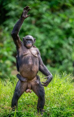 Bonobo (Pan paniscus) annesi ayaklarının üzerinde duruyor ve elini kaldırıyor. Bonobo 'nun sırtında yavrusu var. Demokratik Kongo Cumhuriyeti. Afrika 