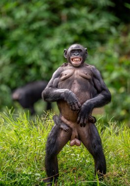 Bonobo 'nun annesi, sırtında yavrusuyla ayaklarının üzerinde duruyor. Bonobo, Bilimsel adı Pan Paniscus. Demokratik Kongo Cumhuriyeti. Afrika 