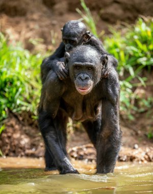 Bonobo yavrusu annenin sırtında. Suda bonobo var. Bonobo, Bilimsel adı Pan paniscus..