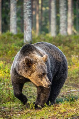 Gün batımında yaz ormanında kahverengi bir ayı. Bilimsel adı Ursus Arctos. Doğal yaşam alanı.