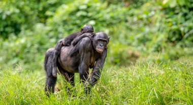 Bonobo yavrusu annenin sırtında. Yeşil doğal arka plan. Bonobo, pigme şempanze olarak bilinir. Bilimsel adı Pan Paniscus. Kongo mu? Afrika