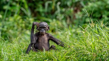 Şempanze Bonobo 'nun yavrusu. Yeşil doğal arka plan. Bonobo, Bilimsel adı Pan paniscus, daha önce pigme şempanze olarak adlandırılmıştır. Kongo mu? Afrika