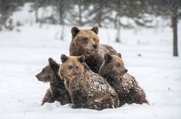 Αρκούδα Και Αρκουδάκια Στο Χιόνι Καφέ Αρκούδες Στο Χειμερινό Δάσος — Φωτογραφία Αρχείου