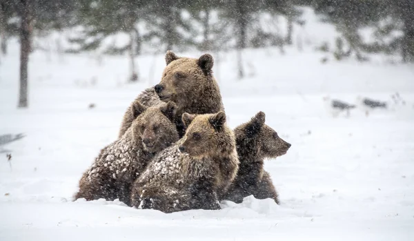 Медведица Медведица Снегу Бурые Медведи Зимнем Лесу Естественная Среда Обитания — стоковое фото