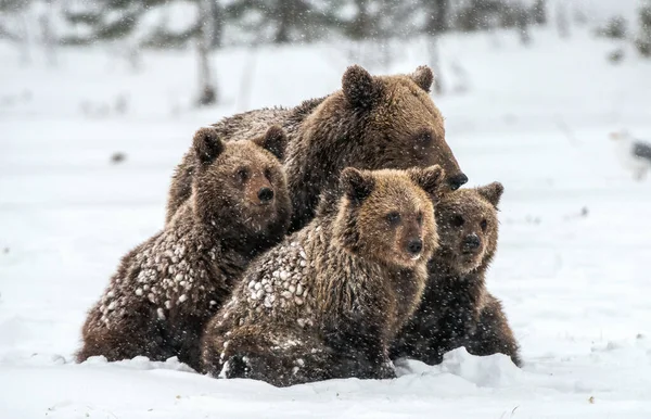 Orsa Cuccioli Orso Sulla Neve Orsi Bruni Nella Foresta Invernale — Foto Stock