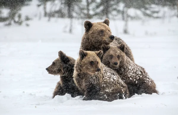 Αρκούδα Και Αρκουδάκια Στο Χιόνι Καφέ Αρκούδες Στο Χειμερινό Δάσος — Φωτογραφία Αρχείου