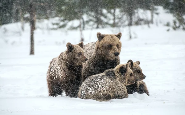 Hon Björn Och Björnungar Snön Bruna Björnar Vinterskogen Naturliga Livsmiljö — Stockfoto