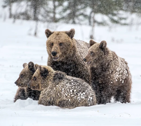 Ursa Urso Filhotes Neve Ursos Castanhos Floresta Inverno Habitat Natural — Fotografia de Stock