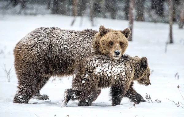 Ursa Urso Filhotes Neve Ursos Castanhos Floresta Inverno Habitat Natural — Fotografia de Stock