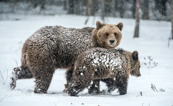 Hon Björn Och Björnungar Snön Bruna Björnar Vinterskogen Naturliga Livsmiljö — Stockfoto