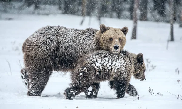 Ona Bear Niedźwiedzia Cubs Śniegu Niedźwiedzie Brunatne Lesie Zimowym Siedliska — Zdjęcie stockowe