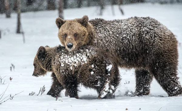 그녀는 새끼곰과 숲에서 서식지 과학적 우르수스 아크로스 — 스톡 사진
