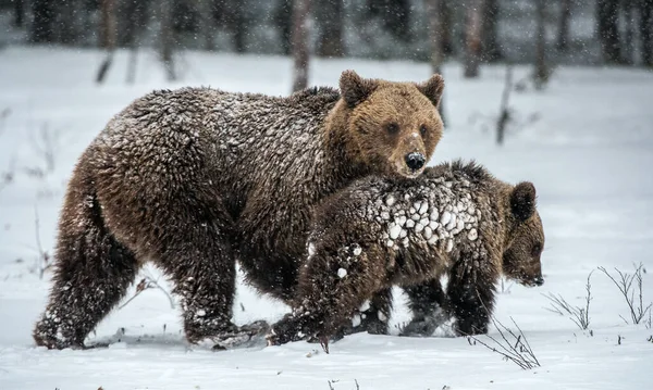 Hon Björn Och Björnungar Snön Bruna Björnar Vinterskogen Naturliga Livsmiljö — Stockfoto