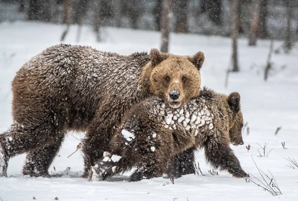 Hon Björn Och Björnungar Snön Bruna Björnar Vinterskogen Naturliga Livsmiljö — Stockfoto