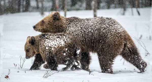 Medvídek Medvíďky Sněhu Hnědé Medvídky Zimním Lese Přírodní Stanoviště Vědecký — Stock fotografie