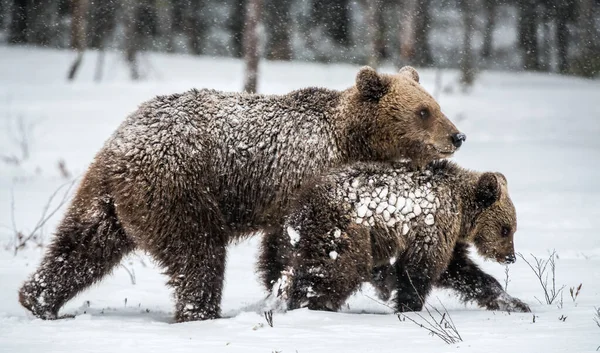 Medvídek Medvíďky Sněhu Hnědé Medvídky Zimním Lese Přírodní Stanoviště Vědecký — Stock fotografie