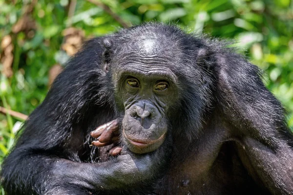 Közelről Zöld Természetes Háttérben Álló Felnőtt Férfi Bonobók Pan Paniscus — Stock Fotó