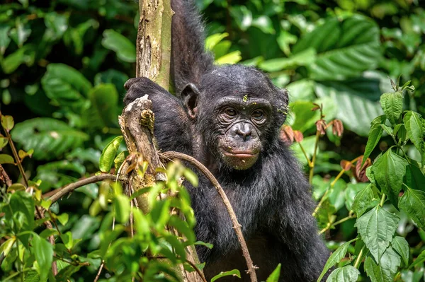 Bonobo on the tree in green jungle. The Bonobo ( Pan paniscus), earlier being called  the pygmy chimpanzee. Congo. Africa