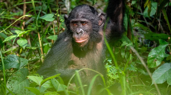 緑の熱帯ジャングルのボノボ 緑の自然背景 ボノボ Pan Paniscus コンゴ民主共和国 アフリカ — ストック写真