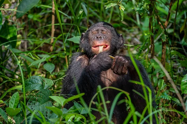 Bonobo in green tropical jungle. Green natural background . The Bonobo, Scientific name: Pan paniscus. Democratic Republic of Congo. Africa