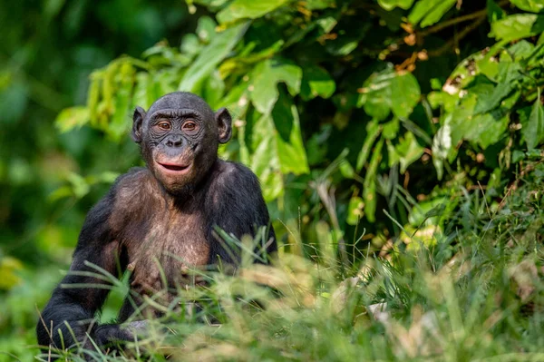 Бонобо Зеленых Тропических Джунглях Зеленый Природный Фон Бонобо Научное Название — стоковое фото