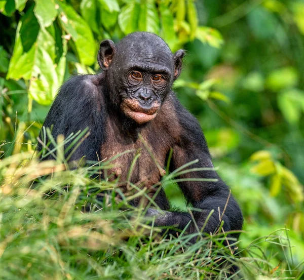 Bonobo in green tropical jungle. Green natural background . The Bonobo, Scientific name: Pan paniscus. Democratic Republic of Congo. Africa