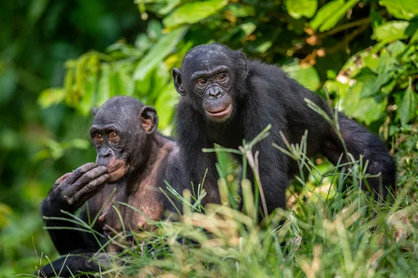 绿热带丛林里的矮黑猩猩绿色天然背景 Bonobo 科学名称 Pan Paniscus 刚果民主共和国 — 图库照片