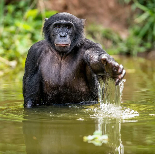 水にボノボ ピグミー チンパンジー ボノボ ピグミー チンパンジーと呼ばれます コンゴ民主共和国 アフリカ — ストック写真