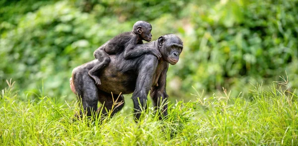 Bonobo Cub Matčině Zádech Zelené Přírodní Pozadí Bonobo Zvaný Pygmej — Stock fotografie