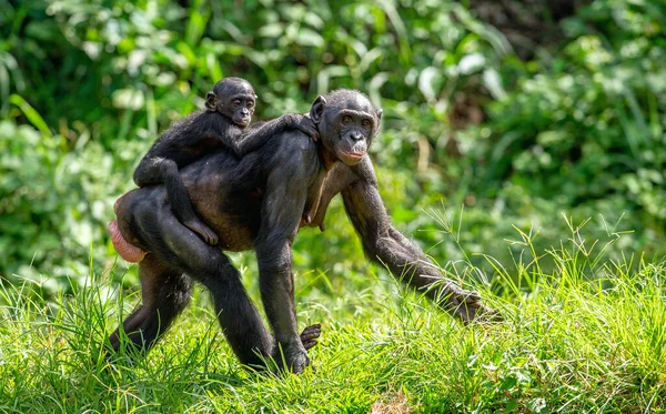 Bonobo Cub Matčině Zádech Zelené Přírodní Pozadí Bonobo Zvaný Pygmej — Stock fotografie