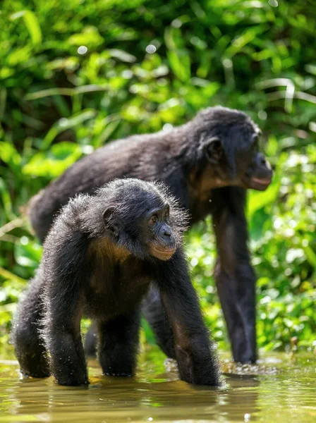 Bonobo Воде Bonobo Pan Paniscus Названием Карликовый Шимпанзе Демократическая Республика — стоковое фото