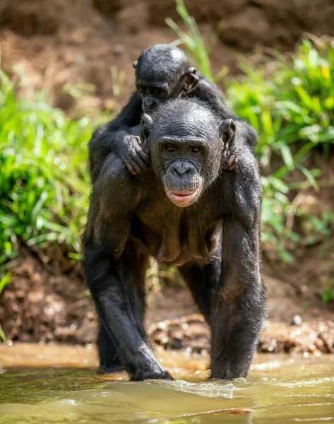 妈妈背上的小矮黑猩猩 Bonobos在水里 Bonobo Scientific Name Pan Paniscus — 图库照片