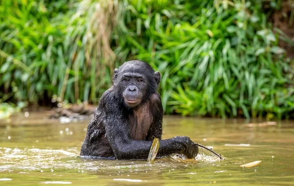 Bonobo Vodě Bonobo Pan Paniscus Šimpanz Demokratická Republika Kongo Afrika — Stock fotografie