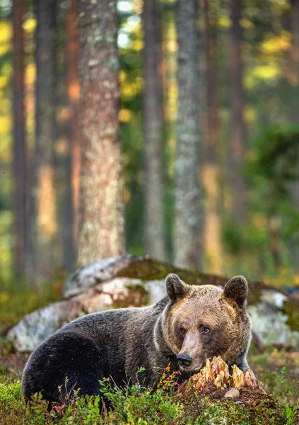 Urso Pardo Floresta Verão Pôr Sol Nome Científico Ursus Arctos — Fotografia de Stock
