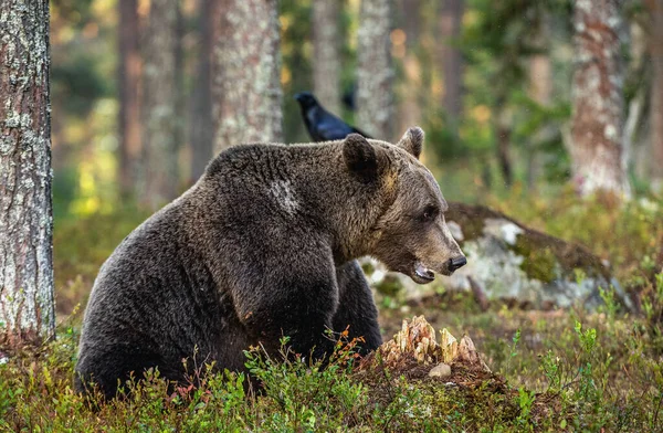 Μια Καφέ Αρκούδα Στο Καλοκαιρινό Δάσος Στο Φως Του Ήλιου — Φωτογραφία Αρχείου